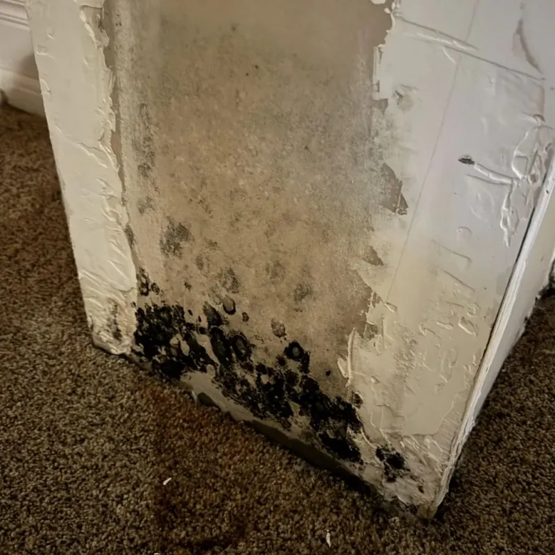 Professional Mold Removal in Laurel Hill, NC